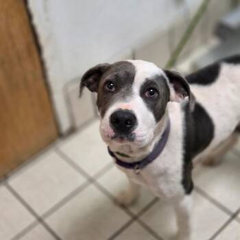 Dire Wolf -  Mixed Breed Dog for Adoption in Charleston, West Virginia - Dire Wolf | PetCurious