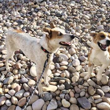 Cindy -  Mixed Breed Dog for Adoption in Idaho Falls, Idaho - Cindy | PetCurious