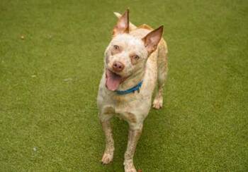 Cattle Dog and Mixed Breed Dogs Available for Adoption - Tia | PetCurious
