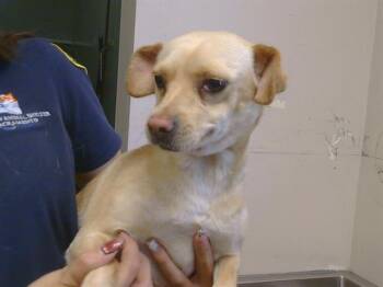 Chihuahua Dogs Available for Adoption in Sacramento, California - ANNABELLE | PetCurious