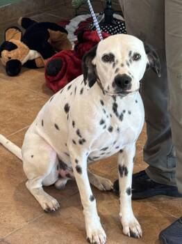 Dalmatian Dogs Available for Adoption in Alexandria, Louisiana - SPOT | PetCurious