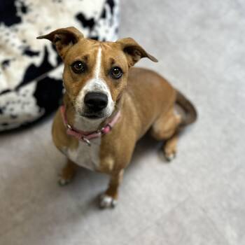 Mia -  Mixed Breed Dog for Adoption in Youngstown, Ohio - Mia | PetCurious