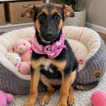 PAWLA GS -  German Shepherd Dog Dog for Adoption in Lucas, Texas - PAWLA GS | PetCurious