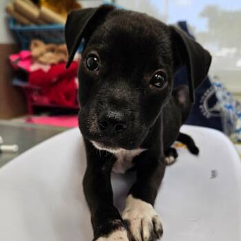 Beanie Boo -  Black Labrador Retriever Dog for Adoption in Corpus Christi, Texas - Beanie Boo | PetCurious
