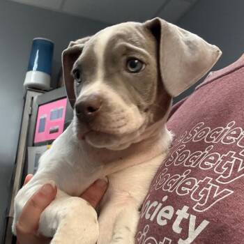 Apple Strudel -  Brittany Spaniel and Pit Bull Terrier Dog for Adoption in Crystal Lake, Illinois - Apple Strudel | PetCurious