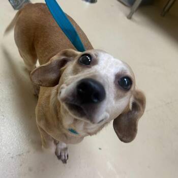 Tori -  Beagle and Dachshund Dog for Adoption in Winston-salem, North Carolina - Tori | PetCurious