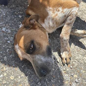 Rocky Big Head -  Pit Bull Terrier Dog for Adoption in Eureka Springs, Arkansas - Rocky Big Head | PetCurious
