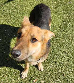 German Shepherd Dog Dogs Available for Adoption in Austin, Texas - Samson | PetCurious