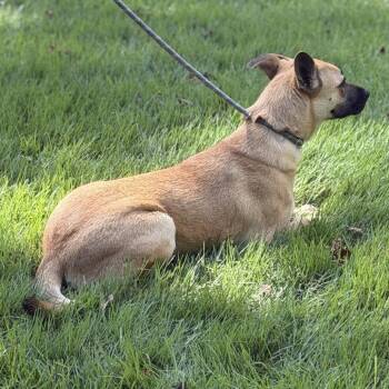 Toccoa -  Shepherd Dog for Adoption in Locust Fork, Alabama - Toccoa | PetCurious