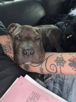 Cooperr -  Mixed Breed Dog for Adoption in Wyoming, Michigan - Cooperr | PetCurious