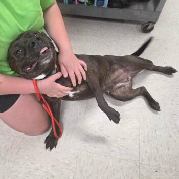 Mixed Breed Dogs Available for Adoption in Binghamton, New York - Annie | PetCurious