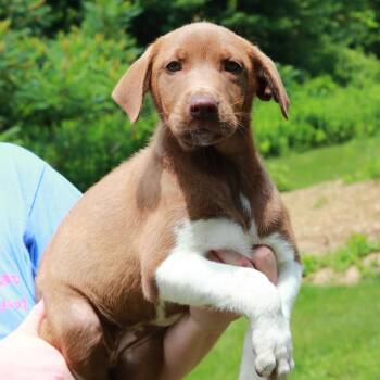 CT Fendi -  Labrador Retriever and Mixed Breed Dog for Adoption in Eastford, Connecticut - CT Fendi | PetCurious
