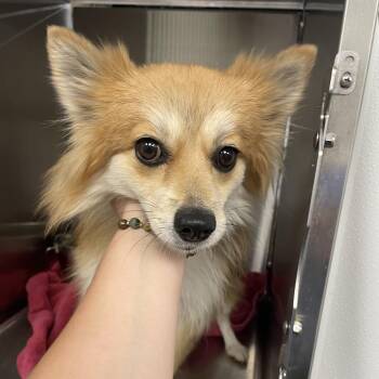 Foxy -  Pomeranian and Mixed Breed Dog for Adoption in Abilene, Texas - Foxy | PetCurious