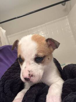 Catahoula Leopard Dog and Mountain Cur Dogs Available for Adoption in Holly Springs, North Carolina - Sheetz | PetCurious
