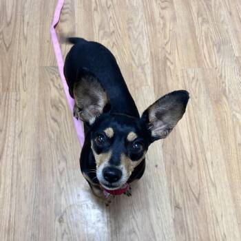 Chihuahua and Dachshund Dogs Available for Adoption in Fredericksburg, Virginia - Opal Opulence | PetCurious