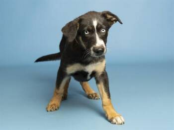 PASTEL -  Australian Cattle Dog Blue Heeler and Mixed Breed Dog for Adoption in Phoenix, Arizona - PASTEL | PetCurious
