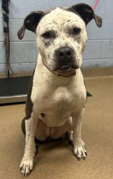 Wynette -  Mixed Breed Dog for Adoption in Chamblee, Georgia - Wynette | PetCurious