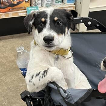 Sincere -  Anatolian Shepherd and Australian Cattle Dog Blue Heeler Dog for Adoption in Pflugerville, Texas - Sincere | PetCurious