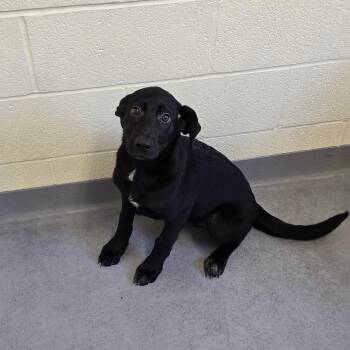 nita -  Black Labrador Retriever and German Shepherd Dog Dog for Adoption in Glasgow, Kentucky - Nita | PetCurious
