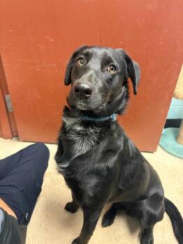 Labrador Retriever and Mixed Breed Dogs Available for Adoption in Rock Springs, Wyoming - Oscar | PetCurious