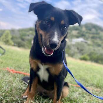 Rescue Australian Shepherd and Terrier Dogs for Adoption in Center Point, Texas - Twix | PetCurious
