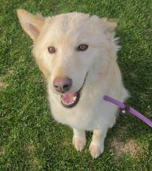 Husky and Shepherd Dogs Available for Adoption - SUZIE- Needs A Foster/forever Home! | PetCurious