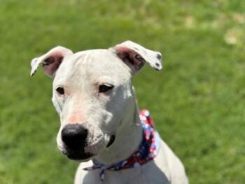 EVANGELINE -  Pit Bull Terrier and Mixed Breed Dog Available for Adoption in Tulsa, Oklahoma - EVANGELINE | PetCurious