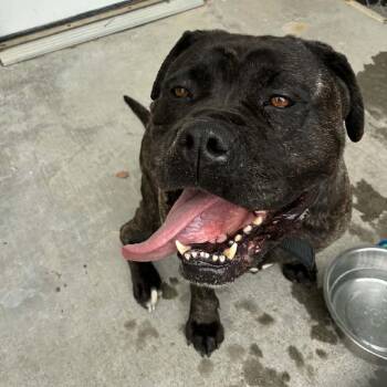 Maya -  Mixed Breed and Cane Corso Dog for Adoption in St. Helena, California - Maya | PetCurious