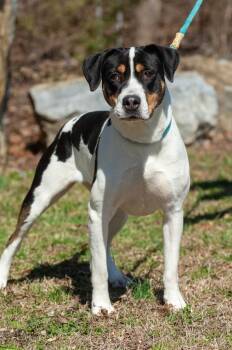 Pit Bull Terrier Dogs Available for Adoption in Johnson City, Tennessee - Zoe | PetCurious