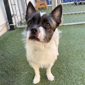 Snoopy -  Terrier and Mixed Breed Dog for Adoption in Hawthorne, California - Snoopy | PetCurious