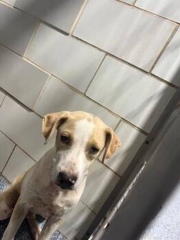 A1266239 -  Mixed Breed Dog for Adoption in Charlotte, North Carolina - A1266239 | PetCurious