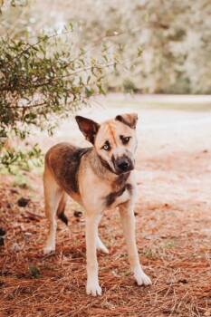 93469a Sleigh Bell -  Shepherd and Mixed Breed Dog for Adoption in North Charleston, South Carolina - 93469a Sleigh Bell | PetCurious