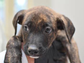 Lovejoy -  Pit Bull Terrier and Labrador Retriever Dog for Adoption in Portland, Oregon - Lovejoy | PetCurious