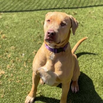 Terrier and Mixed Breed Dogs Available for Adoption in Gainesville, Georgia - Dozer | PetCurious