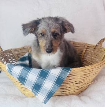 Lilo  -  Miniature Poodle and Austrailan Cattle Australian Shepherd Mix Dog for Adoption in Morrow, Ohio - Lilo  | PetCurious