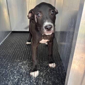 Pri -  Pit Bull Terrier and Mixed Breed Dog for Adoption in Saint Joseph, Missouri - Pri | PetCurious