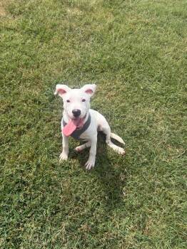 Chicco -  Mixed Breed Dog for Adoption in Gallatin, Tennessee - Chicco | PetCurious