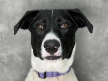 Apple Sauce -  Border Collie and Mixed Breed Dog for Adoption in Portland, Oregon - Apple Sauce | PetCurious