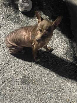 A816028 -  Chihuahua Dog for Adoption in San Antonio, Texas - A816028 | PetCurious