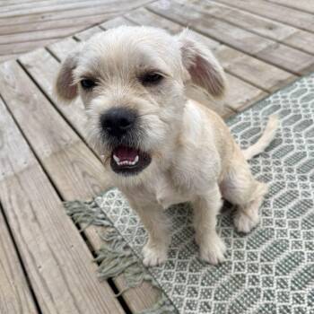 Thomas -  Shih Tzu and Schnauzer Dog for Adoption in Valparaiso, Indiana - Thomas | PetCurious