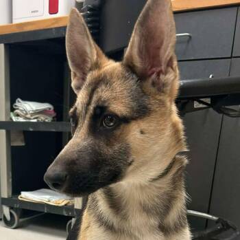 German Shepherd Dog and Terrier Dogs Available for Adoption - Missy | PetCurious
