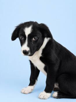 Border Collie Dogs Available for Adoption in Wauchula, Florida - Maverick | PetCurious