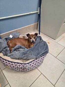 Chihuahua and Dachshund Dogs Available for Adoption in Disputanta, Virginia - Sassafras | PetCurious