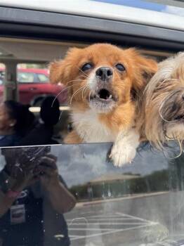 RED -  Chihuahua Dog for Adoption in San Antonio, Texas - RED | PetCurious