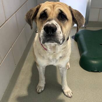 sherry -  Shepherd and Mixed Breed Dog for Adoption in Abilene, Texas - Sherry | PetCurious