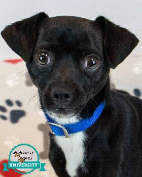 Dudley -  Chihuahua and Jack Russell Terrier Dog for Adoption in Kennesaw, Georgia - Dudley | PetCurious