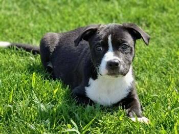 Roscoe -  Border Collie and American Staffordshire Terrier Dog for Adoption in Princeton, Massachusetts - Roscoe | PetCurious