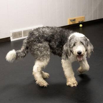 Sparky Anderson -  Sheep Dog Dog for Adoption in Mckean, Pennsylvania - Sparky Anderson | PetCurious
