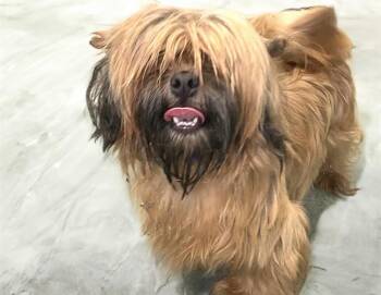 Shih Tzu Dogs Available for Adoption in Fort Lauderdale, Florida - SHY | PetCurious