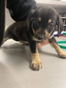 Dachshund and Chihuahua Dogs Available for Adoption - MANDY | PetCurious